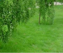 耐阴草皮在树荫下成长小记