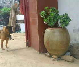 花坛里的花花世界