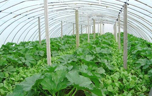 室内自然光条件下 种植蔬菜的小秘密