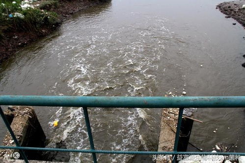 “猪场氮污染处理升级，绿色养殖新篇章