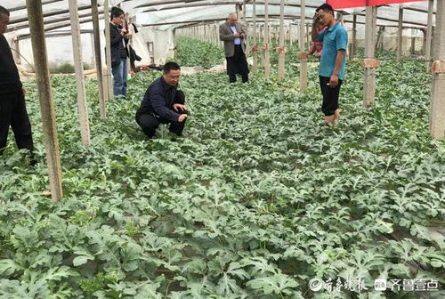 中国农科院种子化肥农药：那些让人眼花缭乱的特点