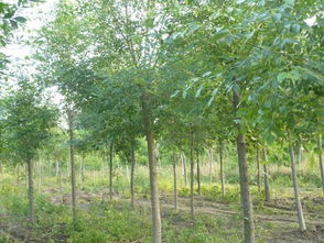 嫁接技术的应用