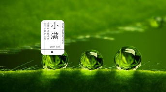 揭秘园艺小贴士：这4句话让你买花不回头！
