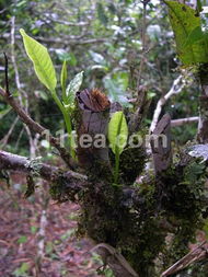 第三章：观枝叶， 识灌木