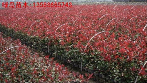 购买红叶石楠小苗的建议：健康与市场行情