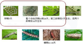 分解产物大揭秘