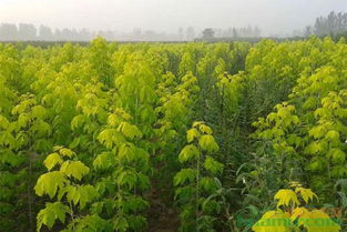 本地苗圃的优势