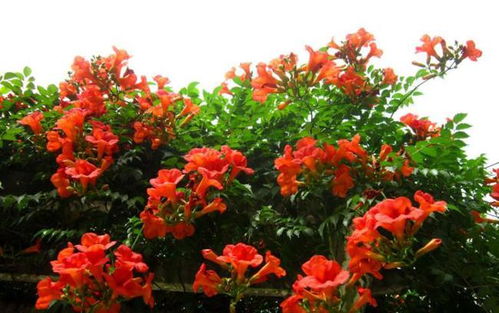 Q：明明按时浇水，花还是蔫了？