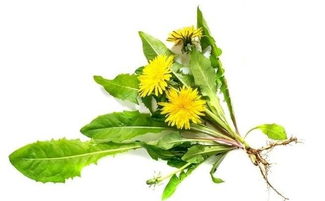 净化价值与特殊价值