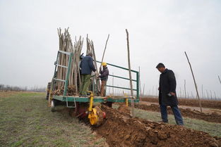 种树大王的自述