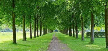 苗圃建设， 一个美丽的开始