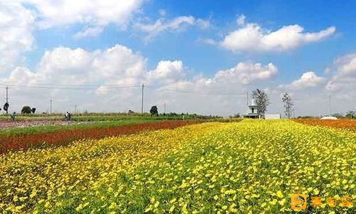 金秋社区绿化难题，原来可依这样解决！