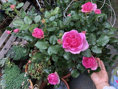 庞巴度的优缺点大揭秘