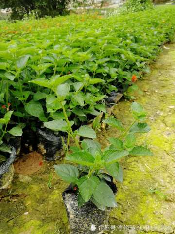 如何有效降低扦插死亡率