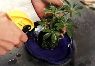 水仙种球如何种植？土壤和光照条件有何要求