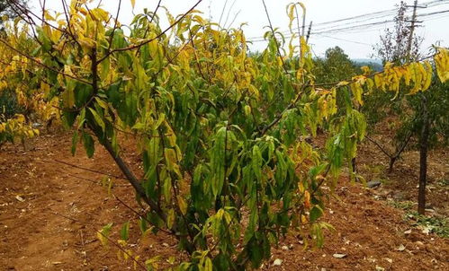 高效氯氰菊酯的商品名有高灭灵、 歼灭、高效灭百可、高效安绿宝、奋斗呐等