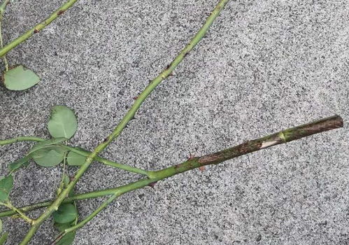 扦插后的处理，让月季生根geng快