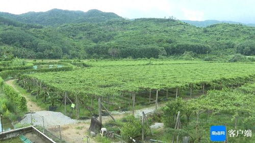 陇南地区的种植挑战