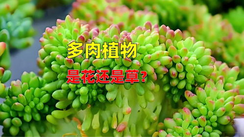 多肉与仙人掌的独特魅力