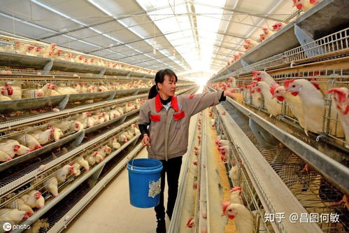 红糖在蛋鸡养殖中的应用，创新畜牧养殖营养补给