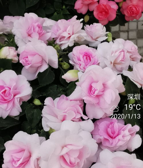 月季花长什么样，图片中能看出花瓣层层叠叠，花蕊金黄吗？
