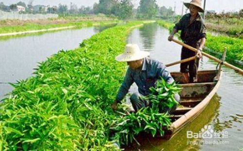 水上蔬菜，听起来好神奇