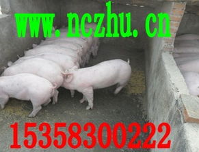 选择优质猪苗，确保养殖效益