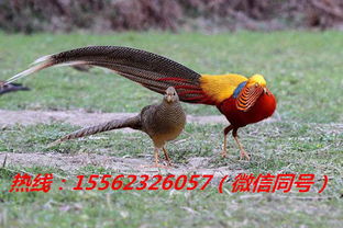 养锦鸡市场前景广阔，锦鸡养殖技术尚待普及