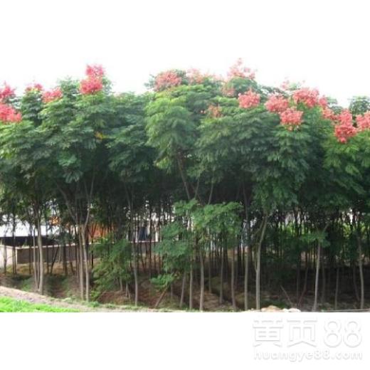 别让南栾冒充北栾