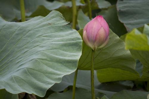 睡莲太多怎么办？如何清理？脏水Neng直接排放吗？