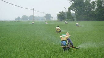 四、注意农药的使用方法