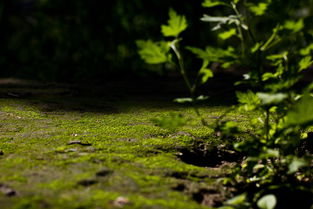 泥巴里的秘密：我的心灵疗愈之旅