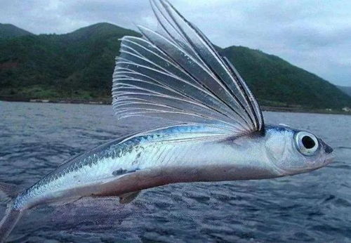 古代战船鱼以何为食，鱼儿喜食何物？