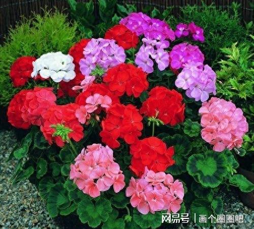 天竺葵养护指南：打造花盆中的绚丽风景