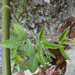 假臭草叶细茎粗，花小穗密