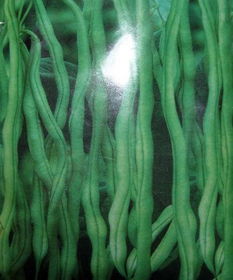 泰国架豆王种植时间是什么时候？有哪些具体的种植方法需要注意