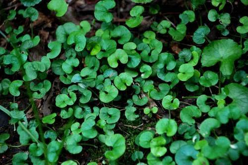 灰灰菜：猪的绿色美食