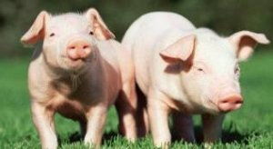 如何通过观察猪的分泌物来辨别猪泪斑和眼屎，进而诊断猪病？