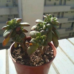多肉植物酥皮鸭养护技巧，如何让叶片饱满、颜色鲜艳