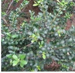 100公分龟甲冬青， 价格有点贵哦