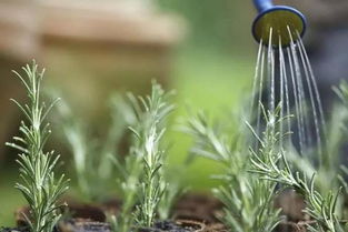 春季浇水， 掌握这几个要点