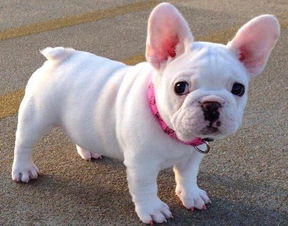 法国斗牛犬价格昂贵，是否好养引关注