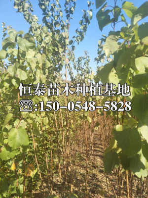 杏树种子播种的学问，你了解多少？