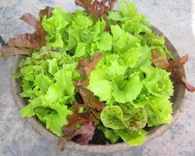 家用花盆种生菜，如何让生菜长得又快又好