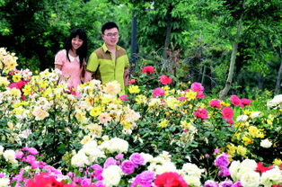 月季花开， 石河子植物园如诗如画