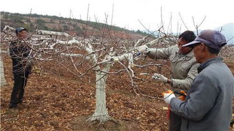 骨干涂白， 白涂料也嫩保命
