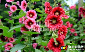 露地栽培的蜀葵繁殖技巧