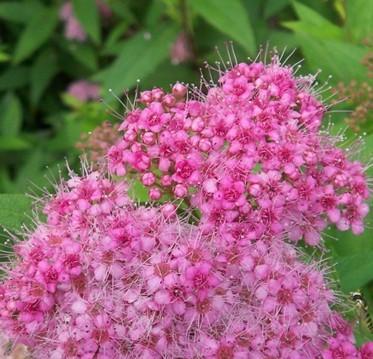 花中精灵——红花绣线菊