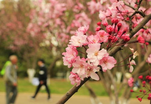 赏花去公园？哪些花儿在春天绽放