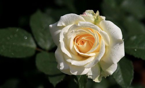 移植月季， 生根是关键